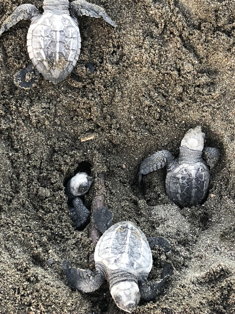 New life emerges