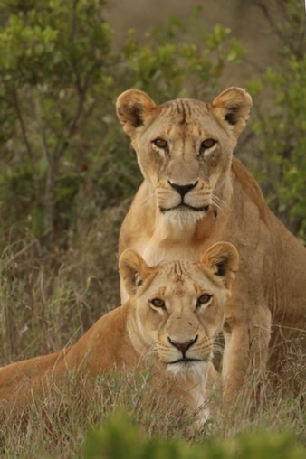 Vigilant mothers
